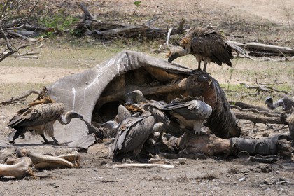 Tanzanie, Reserve de gibier de Selous une des plus grandes zones protégées au monde et inscrite sur la liste du patrimoine mondial de l’Unesco depuis 1982, vautours sur une carcasse d'éléphant