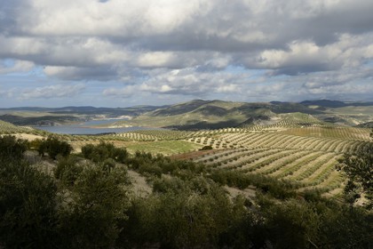 Espagne, Andalousie, province de Jaén, champs d'oliviers au sud de Martos entre Baena et Alcaudete