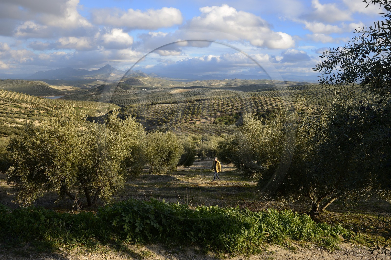 Espagne, Andalousie, province de Jaén, champs d'oliviers au sud de Martos entre Baena et Alcaudete, la Sierra Magina en arrière plan