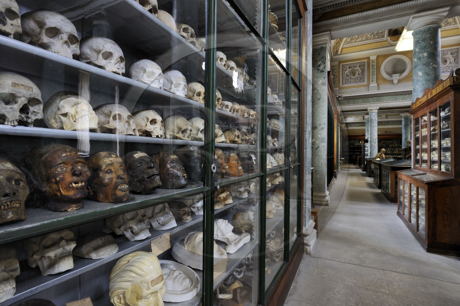 France, Herault, Montpellier, historical center, Medecine University, Anatomy Museum, collection of skulls