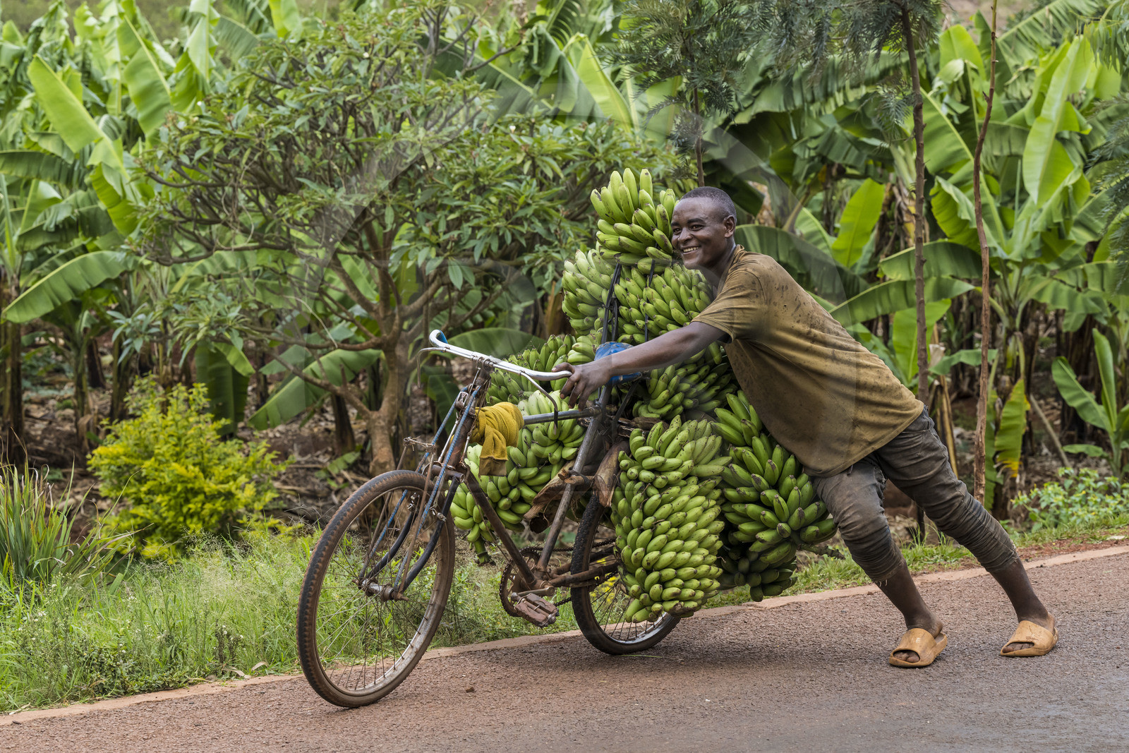 Rwanda, Province de l’Est, Kabarondo, transport de régime de bananes plantain sur bicyclette sur la route de l'Akagera, les bicyclettes sont le principal moyen de transport local