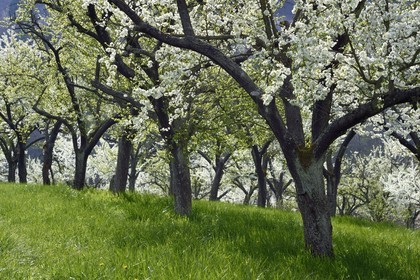 France, Meuse, Lorraine Regional Park, Cotes de Meuse, Saint Maurice sous les Cotes, mirabelliers (cherry-plum trees) in bloom