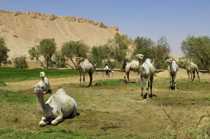 Egypte, désert libyque, oasis de Abu Mungar au nord de Farafra, élevage de dromadaires