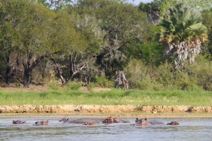 Tanzania, Selous Game Reserve is one of the largest fauna reserves of the world and designated a UNESCO World Heritage Site in 1982, Hippopotamuses on the lake Nzerakera from the Rufiji river