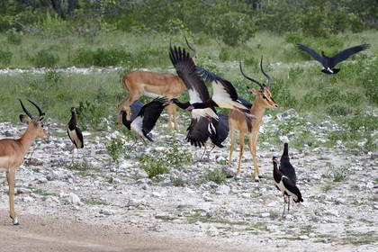Namibia, Oshikoto region, Etosha National Park, male Black-faced Impalas (Aepyceros melampus petersi) and Abdim's Stork (Ciconia abdimii)