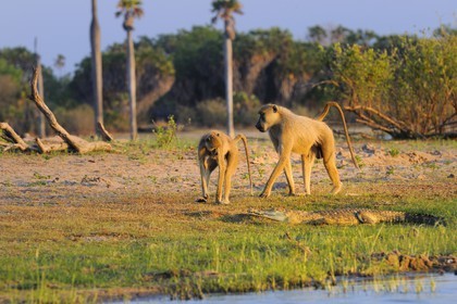 Tanzania, Selous Game Reserve is one of the largest fauna reserves of the world and designated a UNESCO World Heritage Site in 1982, Yellow baboons (Papio hamadryas cynocephalus) passing near a baby crocodile
