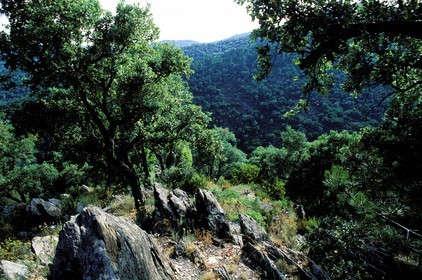 France, Var, Maures massif (mountain range)