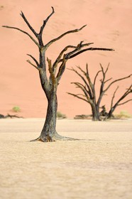 Namibia, Hardap region, Namib desert, Namib-Naukluft national park, Namib Sand Sea listed as World Heritage by UNESCO, Sossusvlei dunes, Dead Vlei, Camelthorn Acacia (Acacia erioloba) dead trees