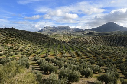 Espagne, Andalousie, province de Jaén, champs d'oliviers au sud de Martos et la Sierra Magina en arrière plan