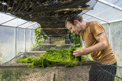 France, Finistère, Pays Bigouden (Bigouden country), Plozevet, Lenny Gouedic co-creator of Begood Alg, display of wild edible algae during the harvest day in a solar dryer