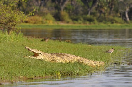 Tanzanie, Reserve de gibier de Selous une des plus grandes zones protégées au monde et inscrite sur la liste du patrimoine mondial de l’Unesco depuis 1982, crocodile du Nil (Crocodylus niloticus) sur le lac Nzerakera formé par la rivière Rufiji