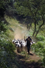 France, Puy de Dome, Aydat, Parc Naturel Régional des Volcans d'Auvergne (regional nature park of Auvergne volcanoes), the shepherd Esteban Gueneuc and his flock of sheep on the slopes of the Puy de Vichatel volcano, on the  the Vichatel Musette nature trail