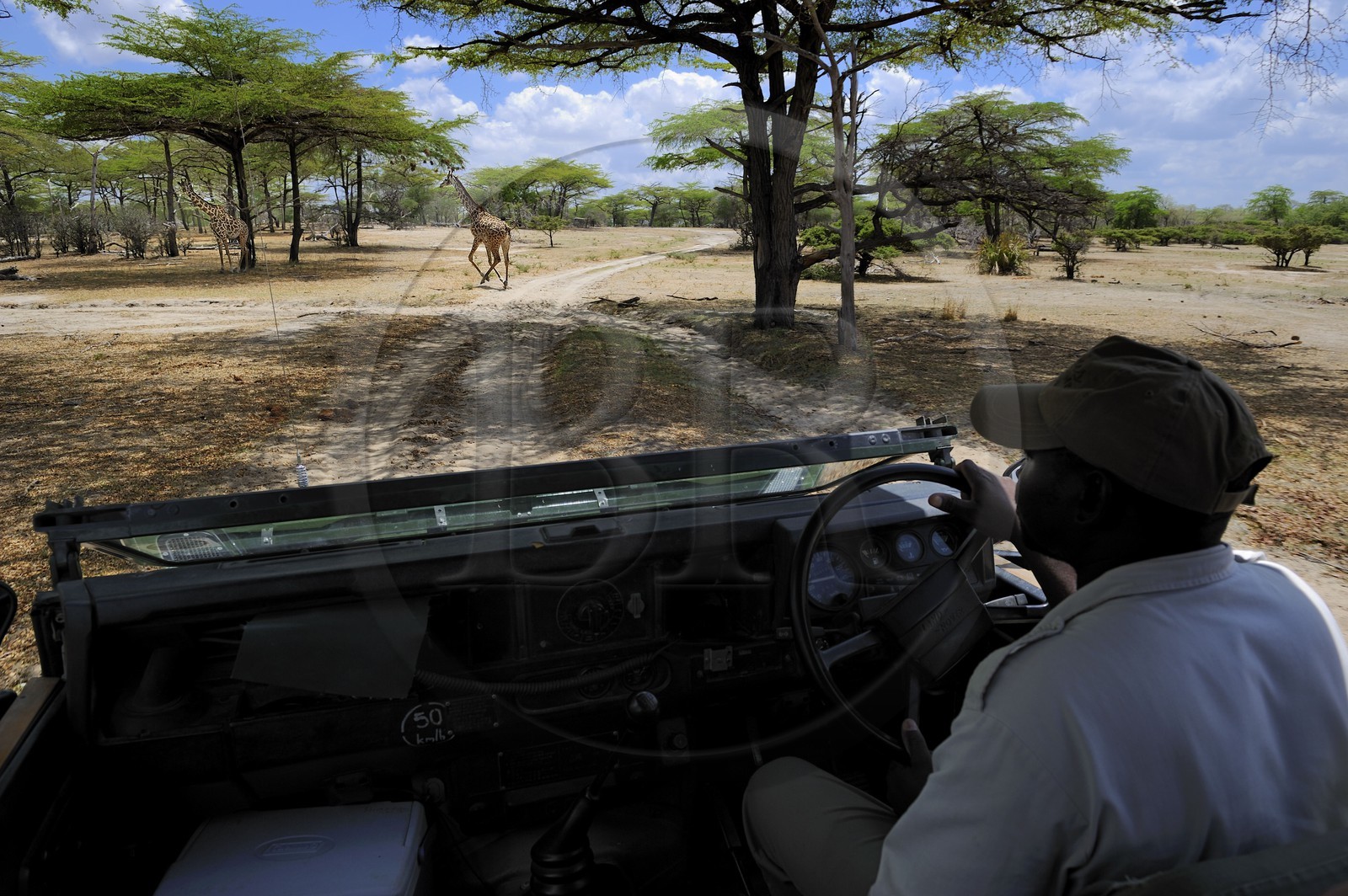 Tanzanie, Reserve de gibier de Selous une des plus grandes zones protégées au monde et inscrite sur la liste du patrimoine mondial de l’Unesco depuis 1982, girafe (Giraffa camelopardalis)