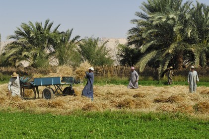 Egypte, désert libyque, oasis de Dakhla, travaux des champs