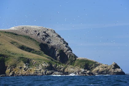 France, Cotes-d'Armor, Perros-Guirec, Sept-Iles Archipelago and bird sanctuary, Rouzic island,northern gannets colony (Morus bassanus)