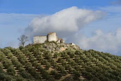 Espagne, Andalousie, province de Jaén, champs d'oliviers au sud de Martos
