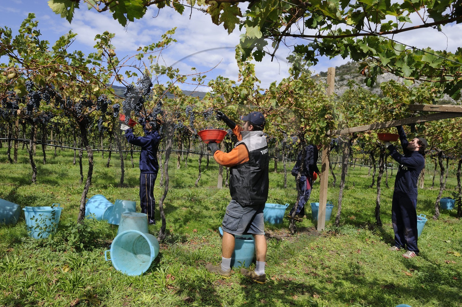 Italy, Verona province, Rivoli Veronese, harvest in the vineyards