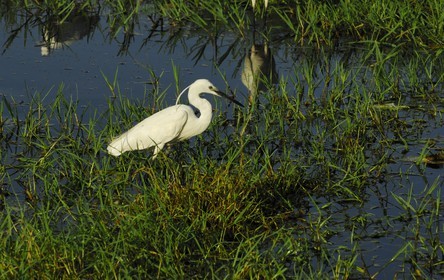 Egypte, Haute Egypte, Nubie, vallée du Nil, Assouan, la rive ouest, Aigrette garzette (Egretta garzetta)