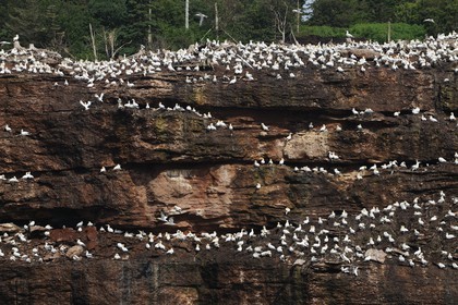 Canada, province de Québec, Gaspésie, île Bonaventure, fous de Bassan