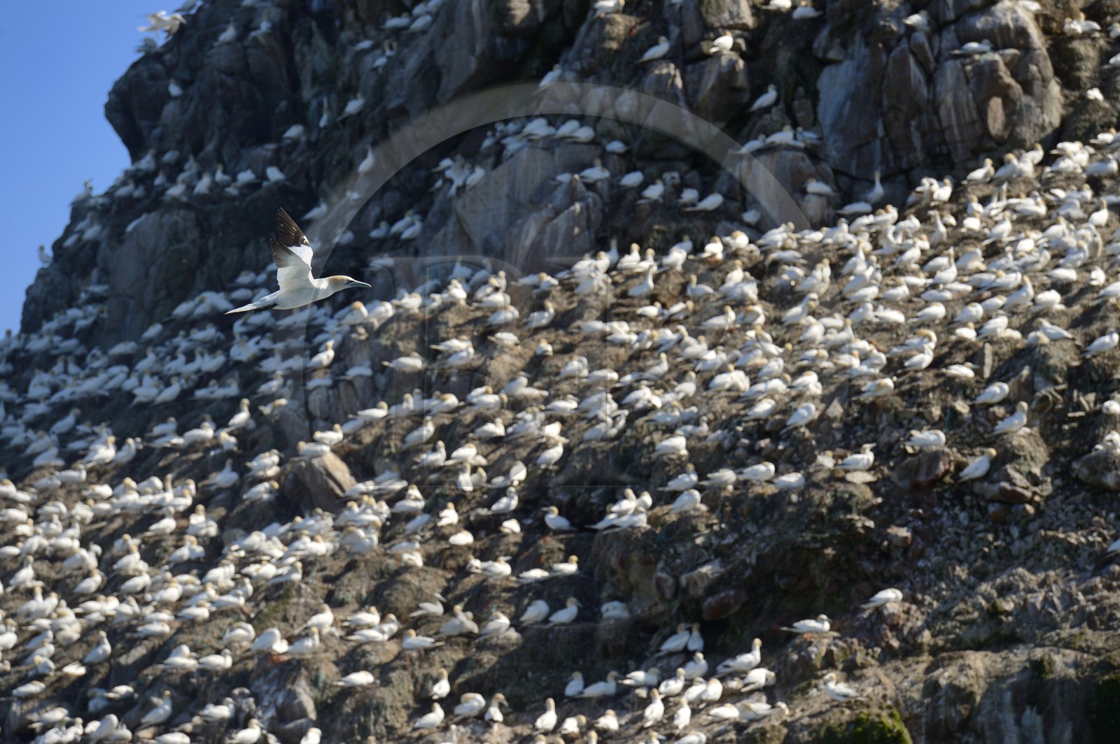 France, Côtes-d'Armor (22), Perros-Guirec, archipel et réserve ornithologique de Sept-Iles, Ile Rouzic, colonie de fous de Bassan (Morus bassanus), unique point de nidification en France pour plus de 20000 couples