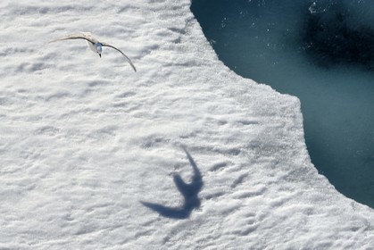Groenland, cote Nord-Ouest, Smith sound, Fulmar boréal (Fulmarus glacialis) survolant la banquise