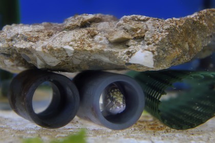 France, Var (83), Ile des Embiez, l'institut océanographique Paul Ricard, petit mérou brun (Epinephelus marginatus) vieux de 15 jours de 2cm de long en observation
