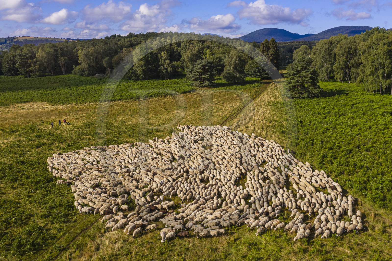 France, Puy-de-Dôme (63), Parc Naturel Régional des Volcans d'Auvergne, Chaine des Puys classée Patrimoine Mondial de l’UNESCO, les deux bergères Ostiane Vuillermoz et Charlotte Hevin gardant un troupeau de brebis Rava au pied du volcan Puy de Dôme (vue aérienne)