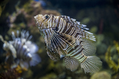 Spain, Catalonia, Barcelona, Port Vell, the aquarium, lionfish (Pterois miles) also called scorpionfish