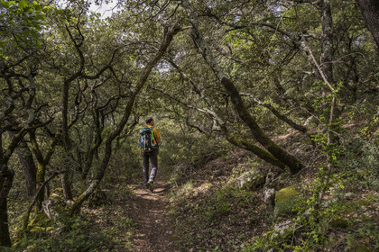 France, Vaucluse, Dentelles de Montmirail mountains, Crestet, hiker on the GR 4 crossing a holm oak forest