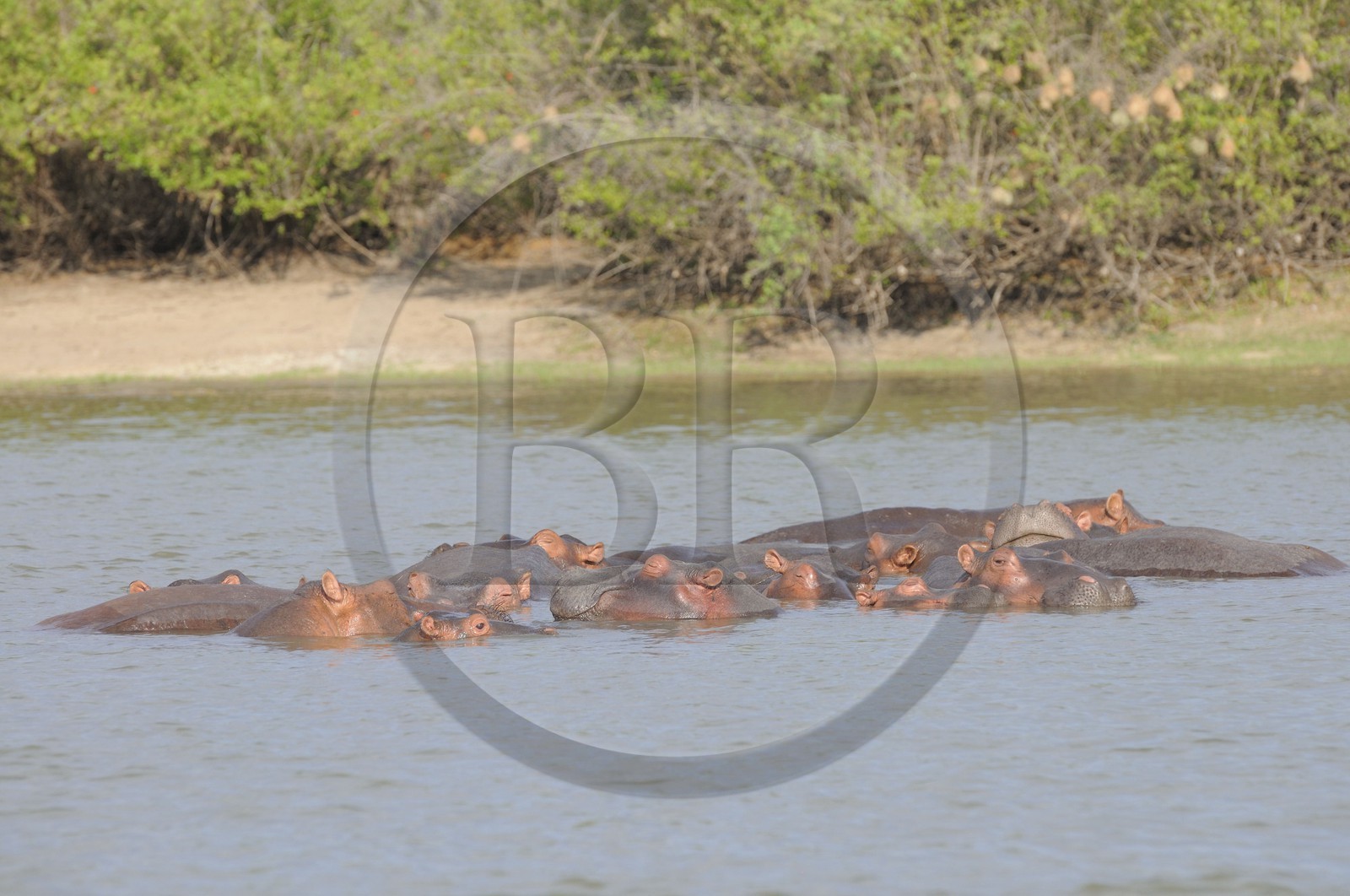 Tanzania, Selous Game Reserve is one of the largest fauna reserves of the world and designated a UNESCO World Heritage Site in 1982, Hippopotamuses on the lake Nzerakera from the Rufiji river