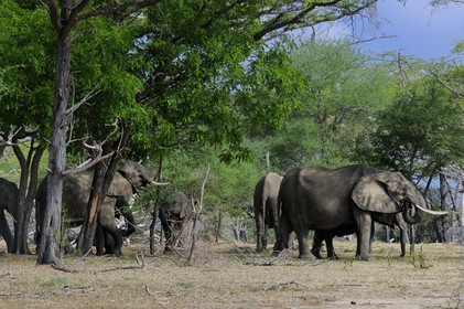 Tanzanie, Reserve de gibier de Selous une des plus grandes zones protégées au monde et inscrite sur la liste du patrimoine mondial de l’Unesco depuis 1982, Éléphant de savane d'Afrique (Loxodonta africana)