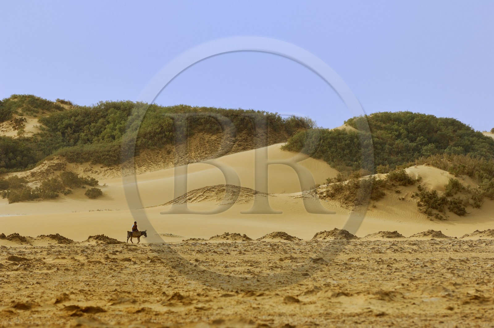 Egypt, Lower Egypt, Libyan desert, oasis of Bahariya (Bahareyya)