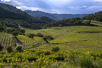 France, Vaucluse (84), Dentelles de Montmirail, le vignoble et la garrigue au pied du village perché de La Roque-Alric et les Dentelles Sarrasines en arrière plan