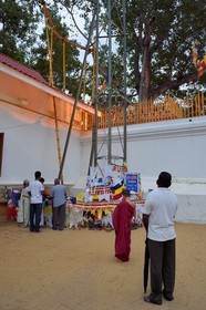 Sri Lanka, Sri Lanka, North Central Province, Anuradhapura archeological site listed as World Heritage by UNESCO, former capital of Sri Lanka at 3rd century BC, the Sri Maha Bodhi is a Sacred Fig tree, it is said to be the southern branch from the historical Bodhi tree Sri Maha Bodhi at Bodh Gaya in India under which Lord Buddha attained Enlightenment