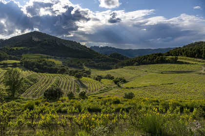 France, Vaucluse (84), Dentelles de Montmirail, le vignoble et la garrigue au pied du village perché de La Roque-Alric et les Dentelles Sarrasines en arrière plan (vue aérienne)