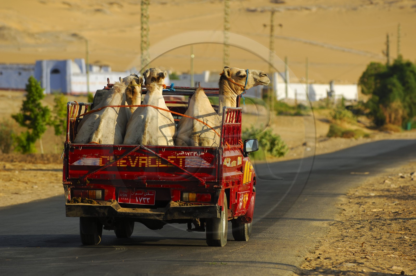 Egypte, Haute Egypte, Nubie, vallée du Nil, Assouan, la rive ouest, dromadaires sur un pick up