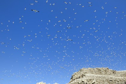 France, Cotes-d'Armor, Perros-Guirec, Sept-Iles Archipelago and bird sanctuary, Rouzic island, northern gannets colony (Morus bassanus), single point of nesting in France for more than 20,000 couples