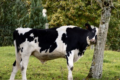 France, Meuse, Lorraine Regional Park, Cotes de Meuse, Vieville-sous-les-Cotes, cow under a cherry-plum tree