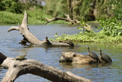Nicaragua, Ometepe Island World Biosphere Reserve in Lake Nicaragua, marshe along the Rio Istian, water turtles, red-eared slider (Trachemys scripta elegans)