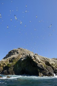 France, Cotes-d'Armor, Perros-Guirec, Sept-Iles Archipelago and bird sanctuary, Rouzic island, northern gannets colony (Morus bassanus), single point of nesting in France for more than 20,000 couples