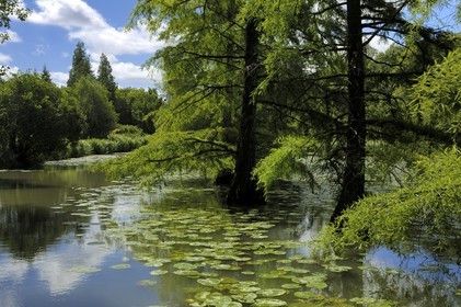 France, Loir-et-Cher (41), le parc du château de Cheverny, cyprès chauves dans le canal