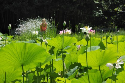 France, Hérault (34), Montpellier, le Jardin des Plantes, lotus des Indes (Nelumbo nucifera gaertner)