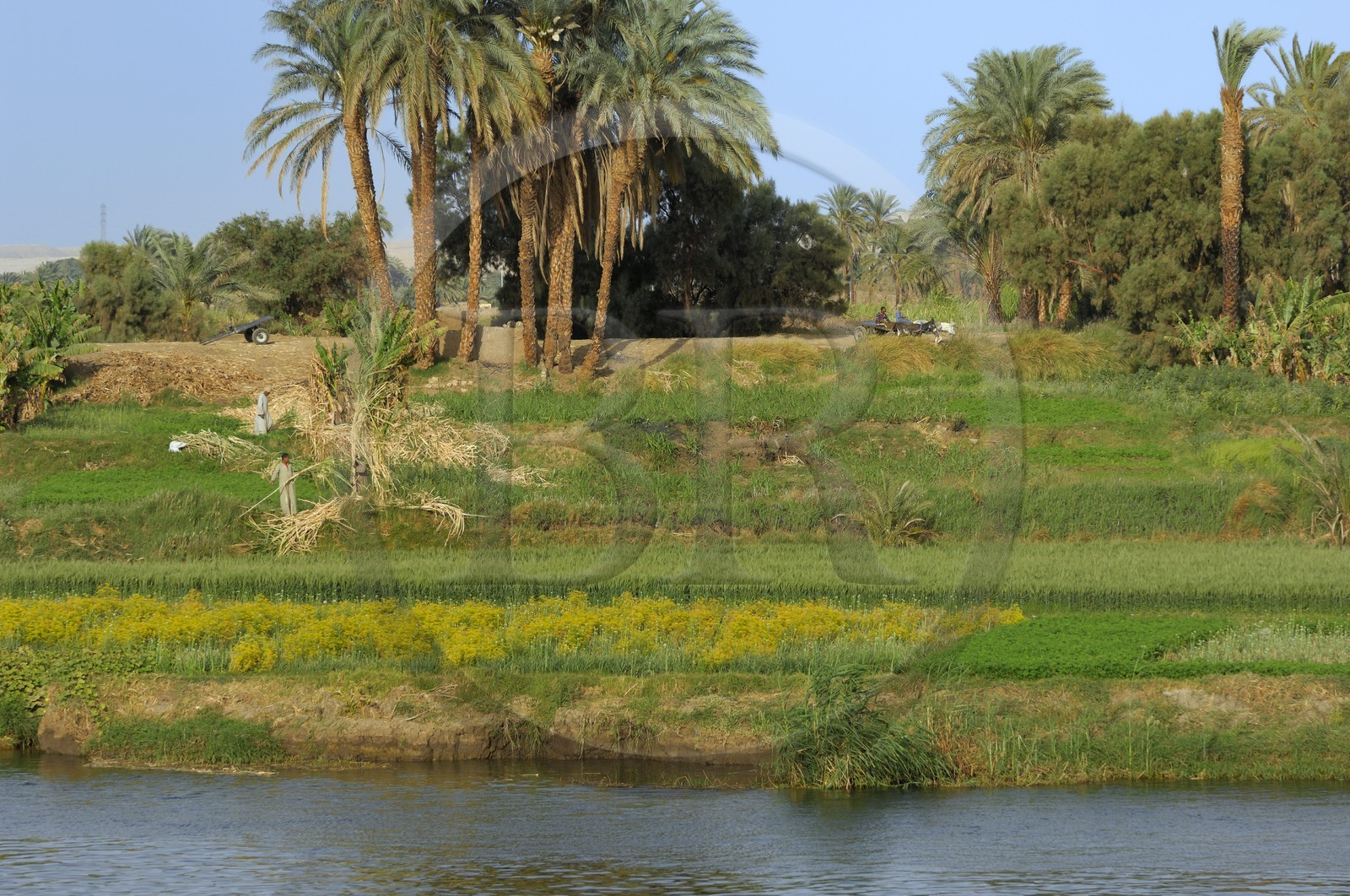 Egypte, Haute Egypte, vallée du Nil, le Nil entre Louxor et Esna