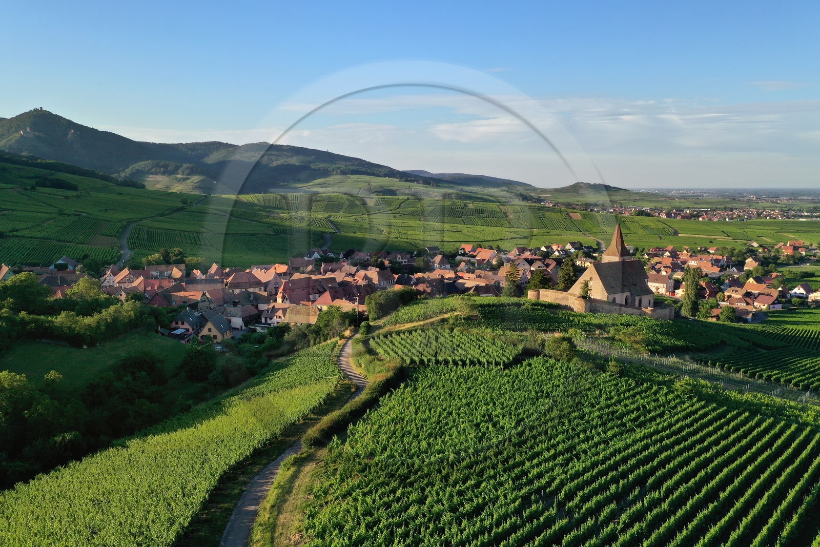 France, Haut-Rhin (68), Route des vins d'Alsace, Hunawihr, labellisé Les Plus Beaux Villages de France, église fortifiée Saint-Jacques-le-Majeur du XIVème siècle fonctionnant en simultaneum (catholique et protestant) et entourée de vignes (vue aérienne)