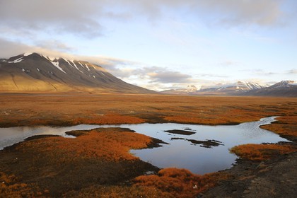 Norvège, Svalbard (Spitzberg), toundra dans la région de Longyearbyen