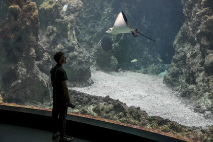 France, Finistère (29), Brest, Océanopolis, musée de la mer