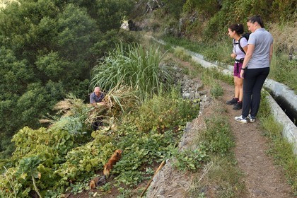 Portugal, Ile de Madère, randonnée de Machico à Porto da Cruz par le Vereda do Larano, marche le long de la levada dos Maroços, Lourenço Perestelo coupe la canne à sucre dans son petit champ