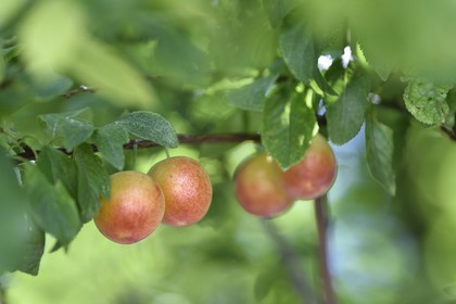 France, prunier, prune dans l'arbre