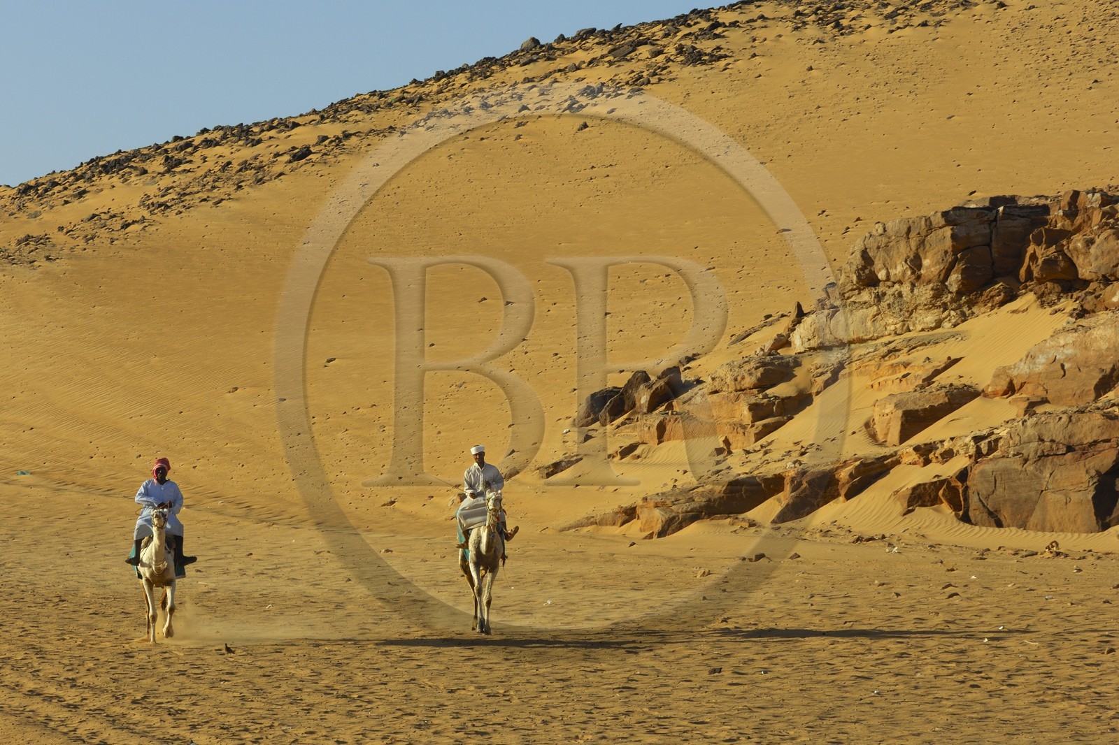 Egypte, Haute Egypte, Nubie, vallée du Nil, Assouan, chameliers sur les dunes de sables de la rive gauche