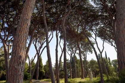 France, Alpes-Maritimes, Antibes, Botanical garden of the Villa Thuret and bust of Gustave Thuret
